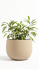 Fototapeta premium Vibrant greenhouse plant in modern beige pot on white background
