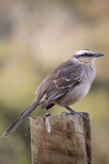 The field thrush is a species of papaya. It is famous for its vast repertoire of songs, which include imitations of other species.
