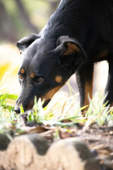 Fototapeta premium Adorable Rottweiler dog in a country yard, running in the pasture