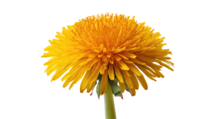 Yellow dandelion flower with bright petals and green stem
