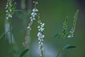 Flower of a white sweetclover plant, Melilotus albus
