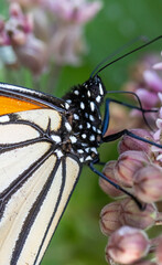 Monarch butterfly
