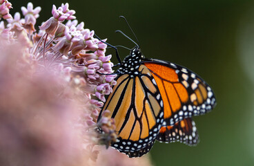 Monarch butterfly