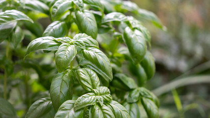 Fresh green basil leaves grown in cultivation, close-up texture image representing organic farming and aromatic herbs.