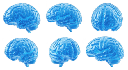 3D renderings of a blue human brain model showing various angles and details isolated on a white background suitable for medical or educational purposes