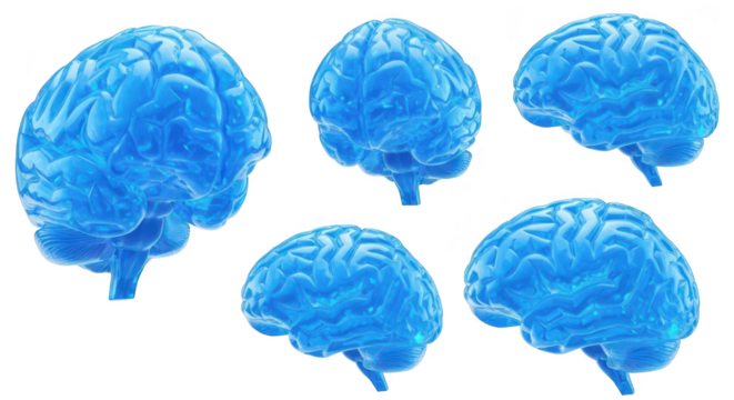 Rendered blue transparent brains rotating against white illustrating cognitive processes health science education and mental concepts - Powered by Adobe