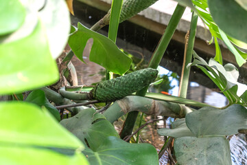 Monstera deliciosa, false philodendron with delicious fruit, plant of the araceae family, native to mexico and guatemala