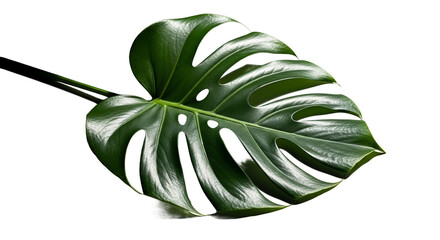 Obraz premium Large Tropical Leaf on White Background with Dramatic Lighting