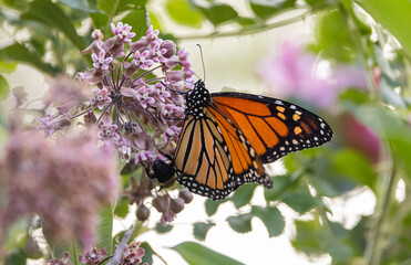 Monarch butterfly on milkweed. 