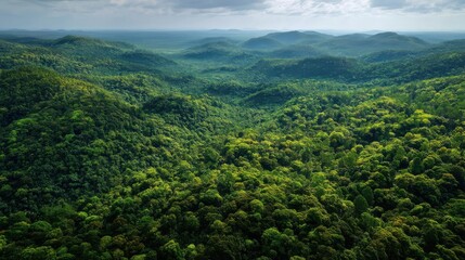 Aerial View of Green Forest Canopy