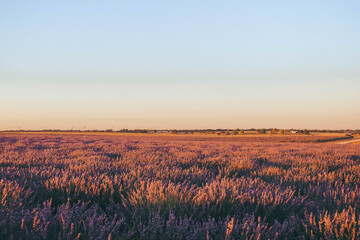 lavender field in historic region castilla la mancha in hot summer july with small purple flowers on sunset light
