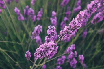 close up view of lavender field in historic region castilla la mancha in hot summer july with small purple flowers