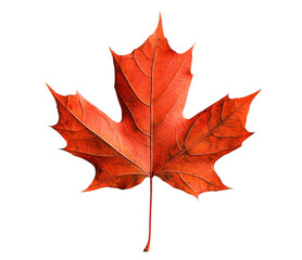 Obraz premium A vivid autumn maple leaf displayed against a pure transparent background for artistic designs