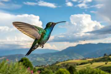 Obraz premium I love Hummingbird,flying bird, colorful hummingbird, bird in flight, iridescent feathers, tropical bird, wildlife, nature, sky background,