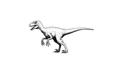 Velociraptor dinosaur sketch: detailed black line art on white background. Vector retro hand drawn illustration