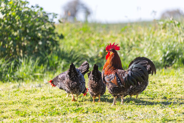 Black rooster and hens free range grazing on a farm