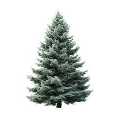 Fototapeta premium A realistic spruce tree clipart, isolated on a Transparent background PNG