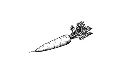 Hand-drawn carrot illustration with detailed leaves and texture. Vector retro hand drawn illustration