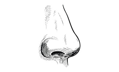 Black and white sketch of a human nose with detailed shading. Vector retro hand drawn illustration