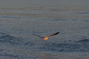 A single seagull is captured mid-flight, gliding low over the calm, rippling surface of the water with its wings partially extended.