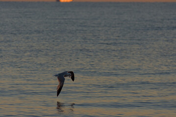 A single seagull is captured mid-flight, gliding low over the calm, rippling surface of the water with its wings partially extended.