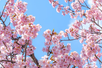 青空に映える満開の河津桜の花々