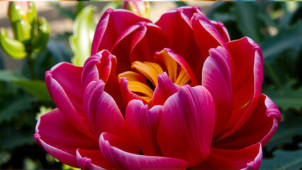 red and yellow tulip