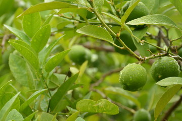 Green lemon lime fruits after rain in the garden