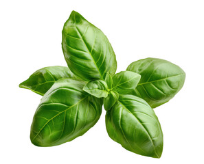 Fototapeta premium Vibrant fresh basil leaves isolated against a solid transparent background for culinary and herbal uses