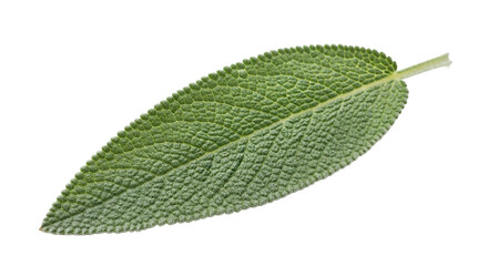 Single Sage Leaf Green Herb Closeup Photography Studio Shot
