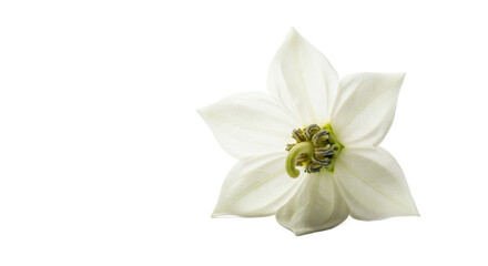 Single White Flower Blossom on White Background