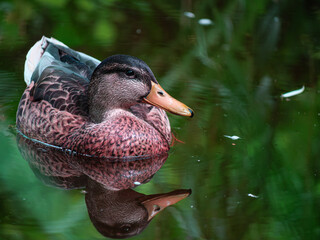 duck in the water