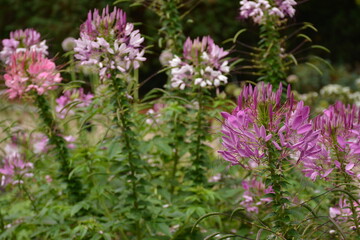 An outdoor flowerbed with ornamental Cleome plants in various shades