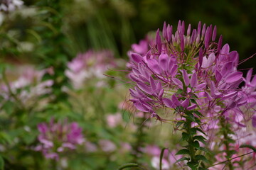 Pink cleome plants flowers outdoors in the garden