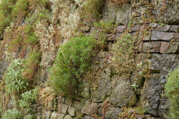 Obraz premium Plants grow on an old brick wall