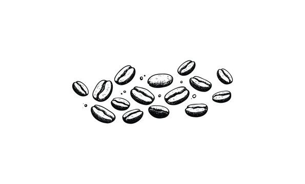 Hand-drawn coffee beans sketch in black and white. Vector retro hand drawn illustration