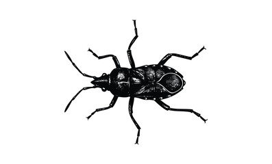 Fototapeta premium Detailed black and white illustration of a beetle on white background. Vector retro hand drawn illustration
