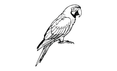 Fototapeta premium Detailed black and white line art of a parrot on perch. Vector retro hand drawn illustration