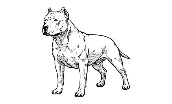 Detailed sketch of a strong american pit bull terrier. Vector retro hand drawn illustration