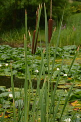 Brown reeds against a pond with water lilies on a cloudy day