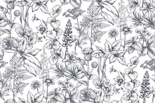 Vector seamless pattern with wildflowers, herbs. Endless floral background in vintage sketch style. Meadow plants.