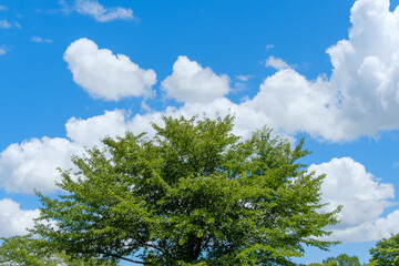 Fototapeta premium 青空に映える緑豊かな桜の木