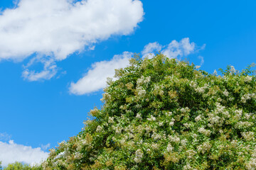 Obraz premium 夏空の下に咲き誇る白い百日紅の花