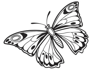 butterfly vector illustration