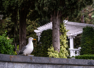 A seagull sits on a concrete parapet in a park in summer.