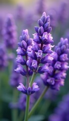 Delicate purple lavender blossoms, vibrant hues, isolated , isolated, petal, delicate