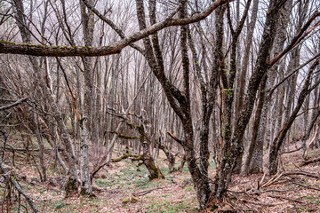 Trees in the forest without leaves on a foggy morning.