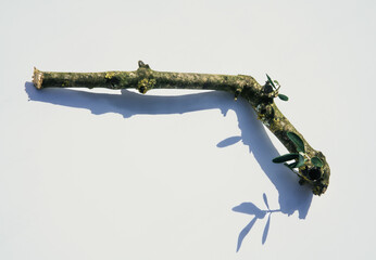 branche d'olivier bois d'olivier  pistolet  révolver symbole de paix  paix guerre jeux d'enfants ombre portée  symbolique  feuilles d'olivier  taille des oliviers 