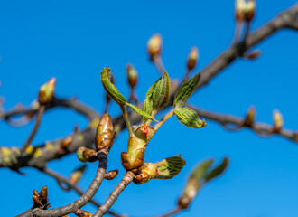 New buds on a tree branch against the sky in close-up.