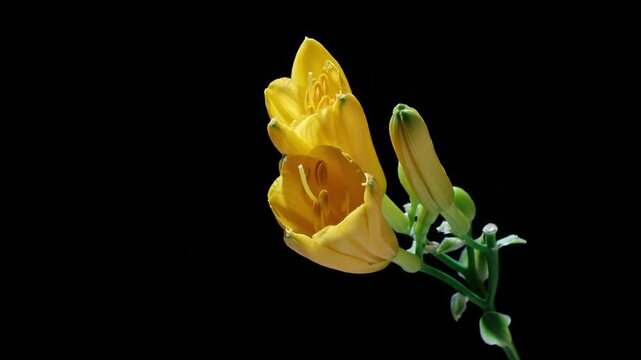 Time lapse footage of yellow Hemerocallis fulva, or common day lily, Hemerocallis hybrida Bergmans growing from full blossom to wither and fade isolated on black background, 4k video b roll shot.